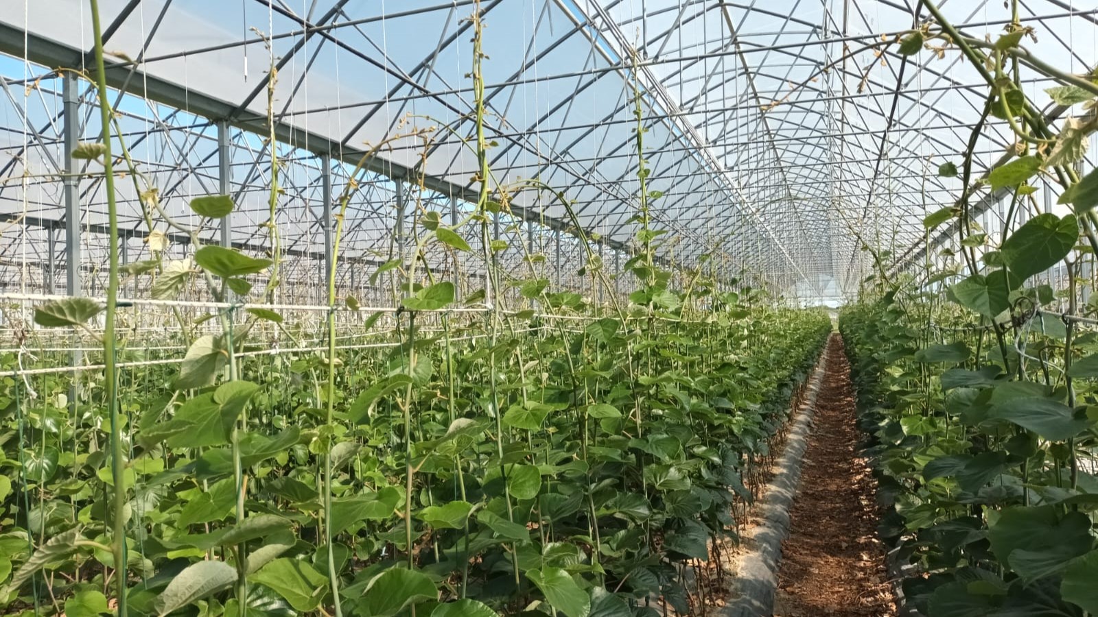 vivero La Quercia|Denis Magalotti vivero La Quercia|vivero La Quercia macfrut